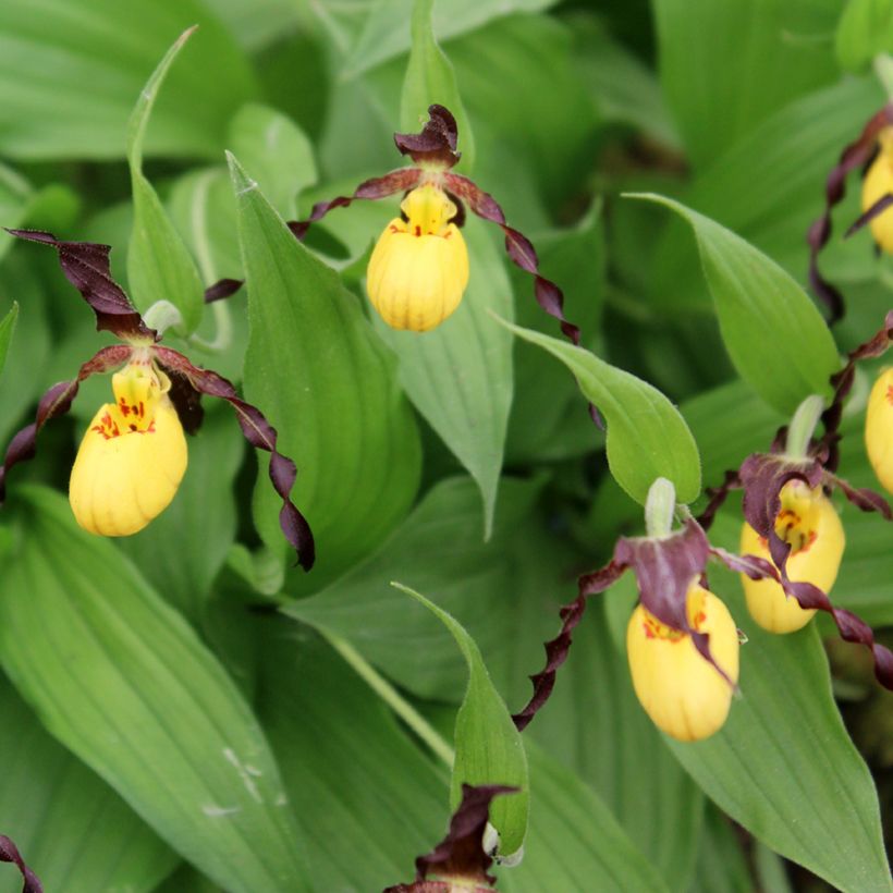 Cypripedium parviflorum var. parviflorum - Sabot de Venus (Floraison)