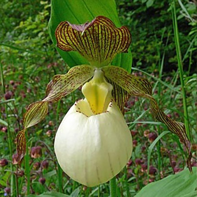 Cypripedium Gabriela - Sabot de Venus hybride (Floraison)