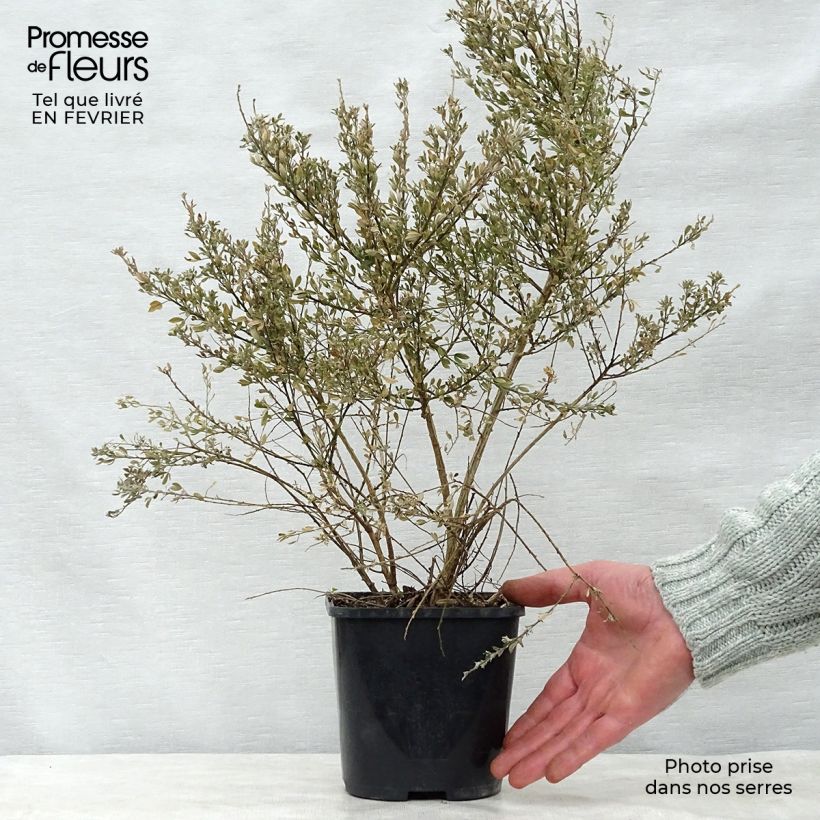 Spécimen de Cytisus racemosus Phebus - Genêt de Tenerife tel que livré en hiver