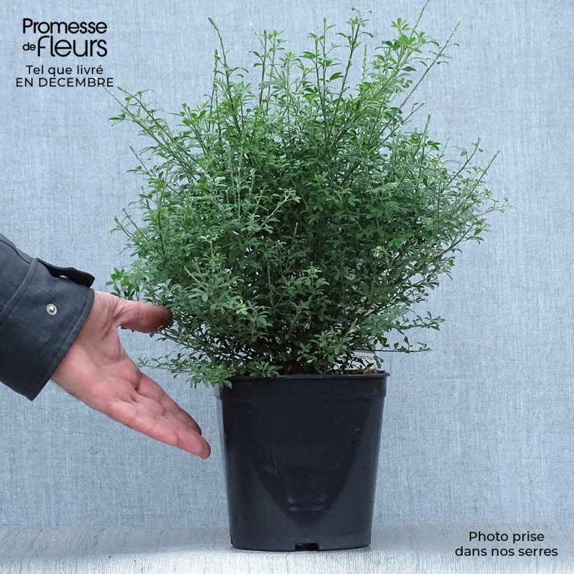 Spécimen de Cytisus racemosus Phebus - Genêt de Tenerife tel que livré en hiver