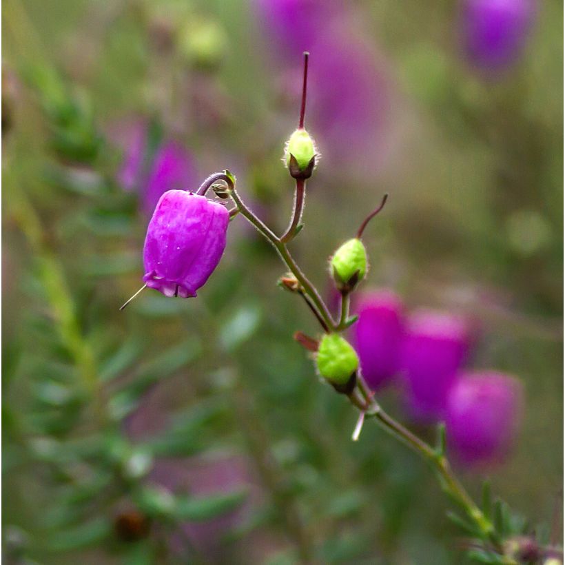 Daboecia cantabrica Purpurea - Bruyère de Saint Daboec (Floraison)