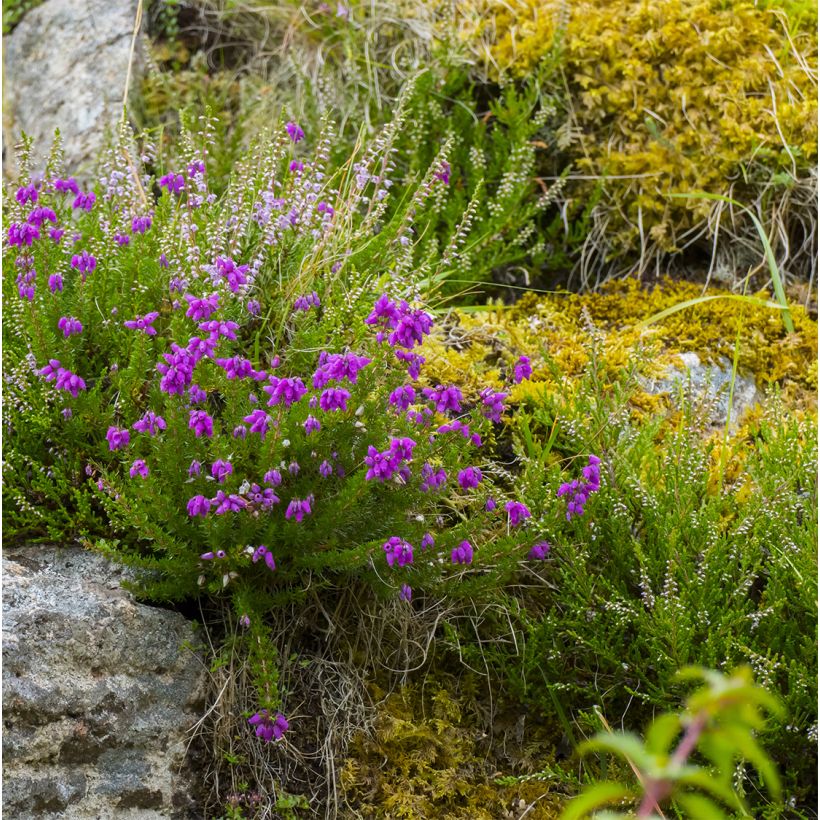 Daboecia cantabrica Purpurea - Bruyère de Saint Daboec (Port)