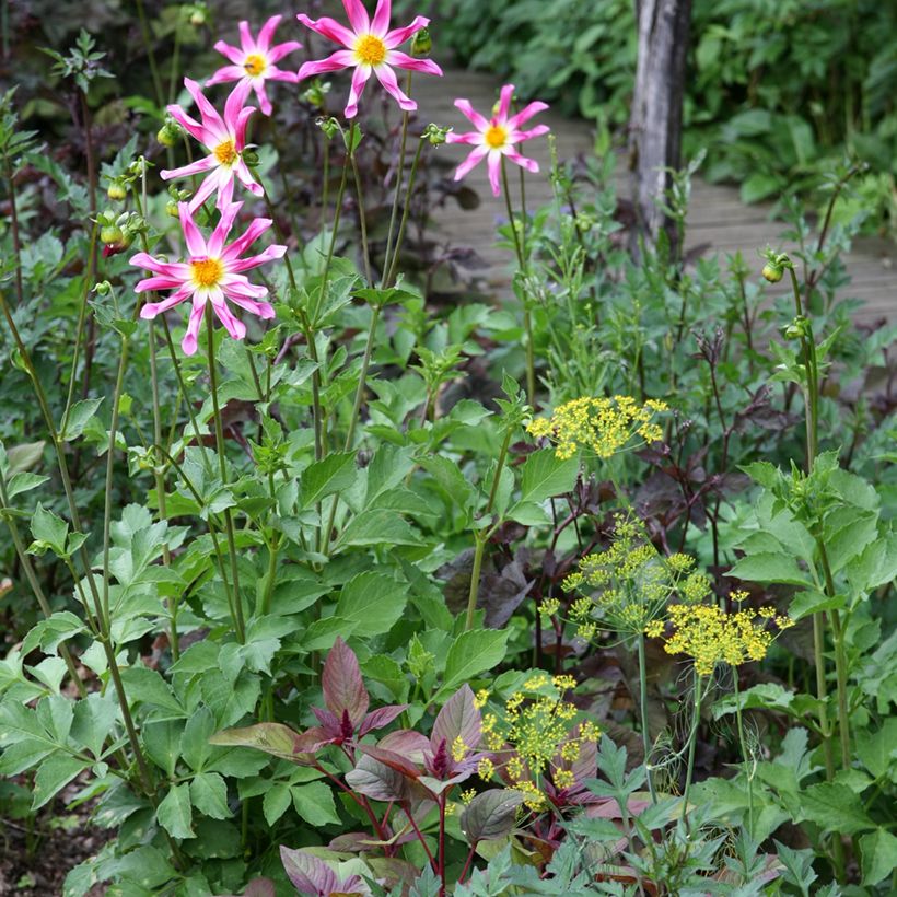 Dahlia Honka Pink  (Port)