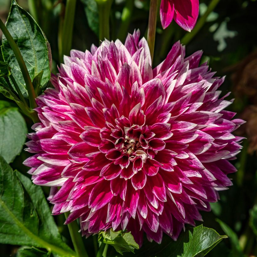 Dahlia Temple of Beauty (Floraison)