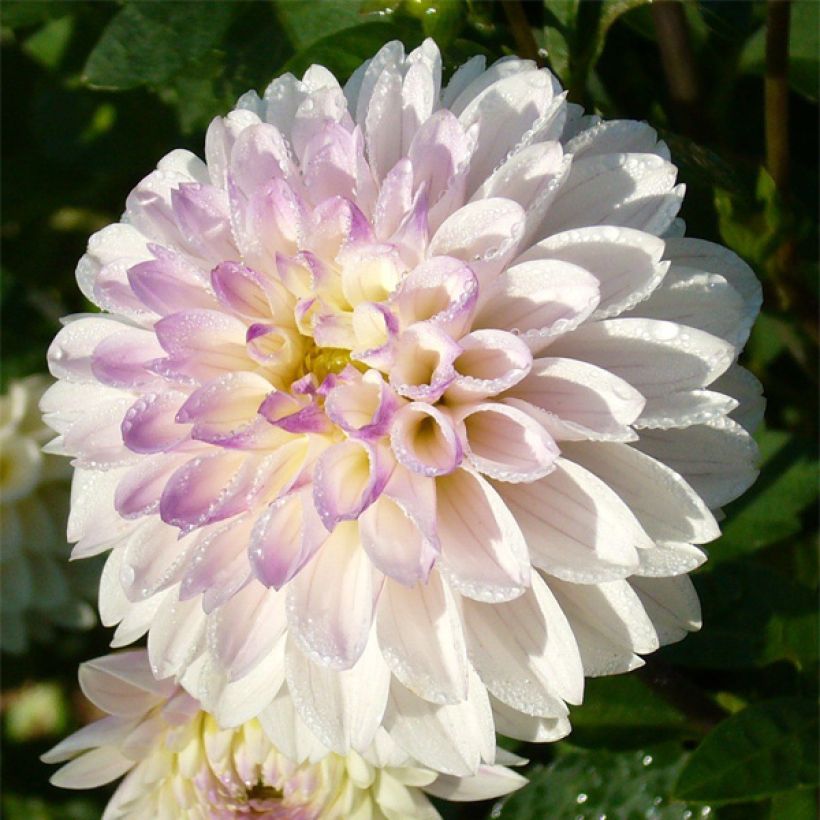 Dahlia décoratif White Linda (Floraison)