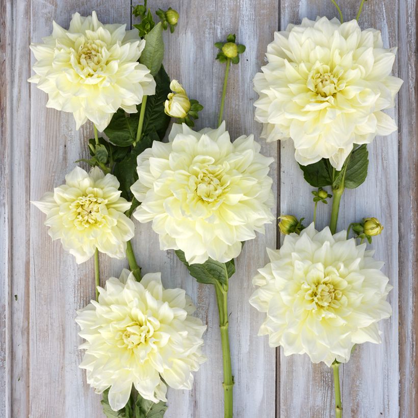 Dahlia géant Ice Breaker (Floraison)