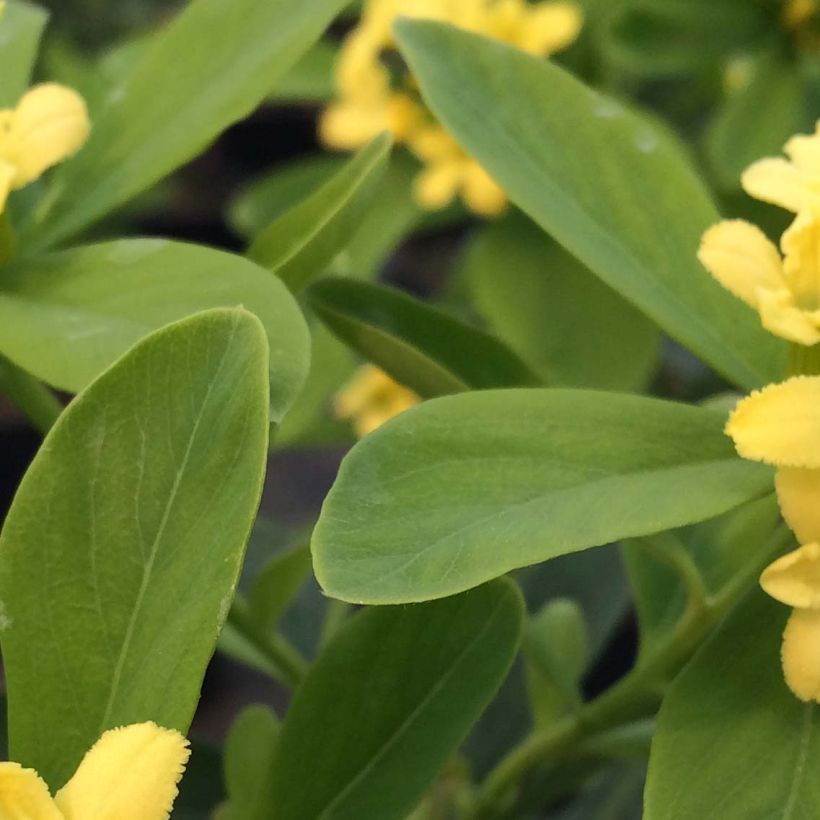 Daphne gemmata Royal Crown (Feuillage)