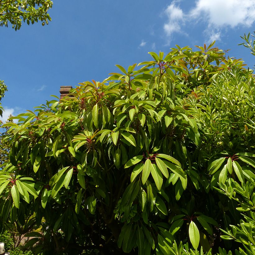 Daphniphyllum himalayense macropodum (Port)