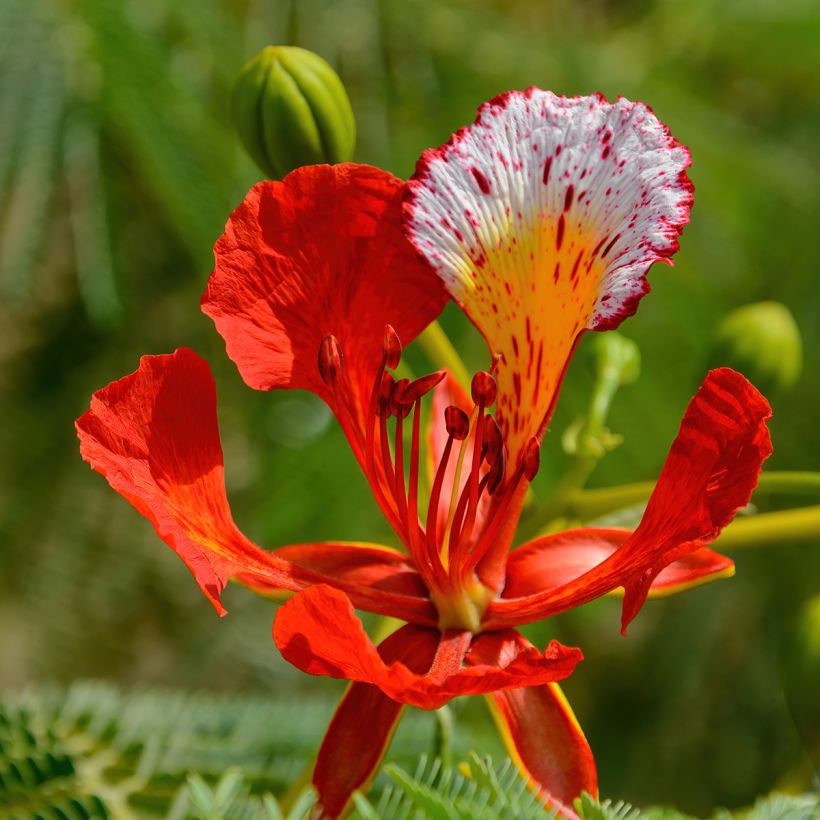 Delonix regia - Flamboyant (Floraison)