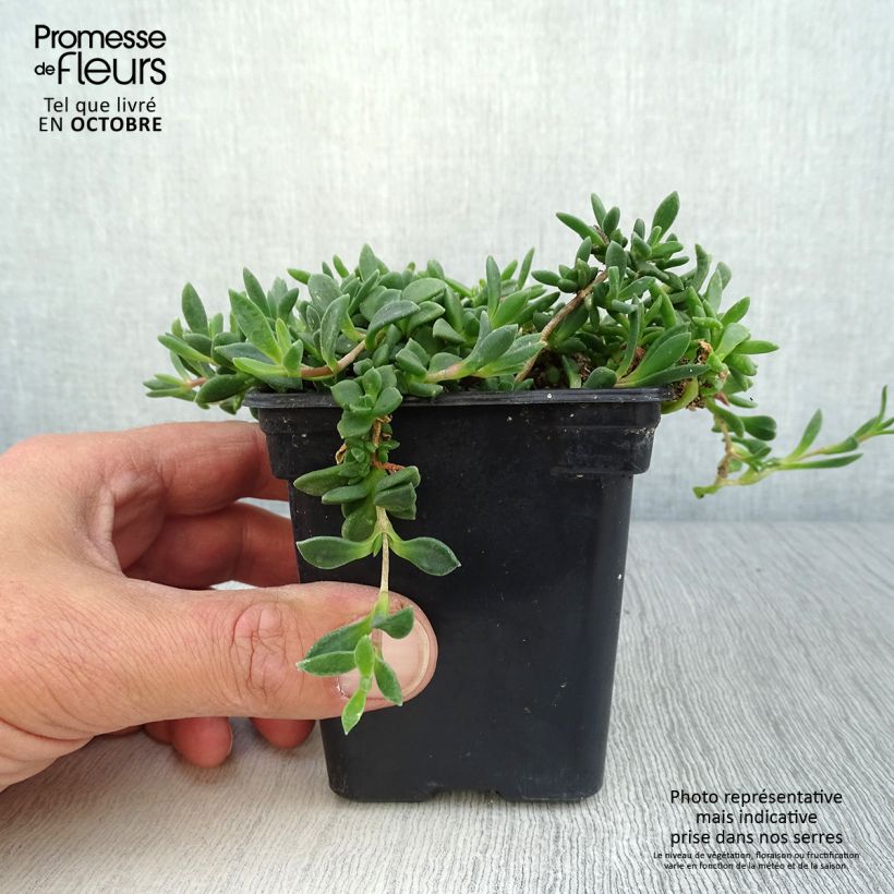 Spécimen de Delosperma Table Mountain - Pourpier vivace - Godet de 8/9cm tel que livré en automne