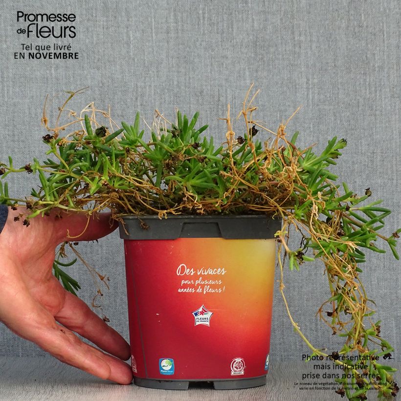 Spécimen de Delosperma Wheels of Wonder Orange en pot de 2L tel que livré en automne