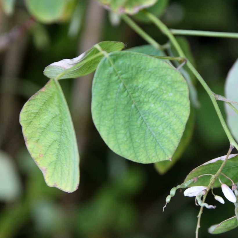 Desmodium elegans - Desmodium élégant (Feuillage)