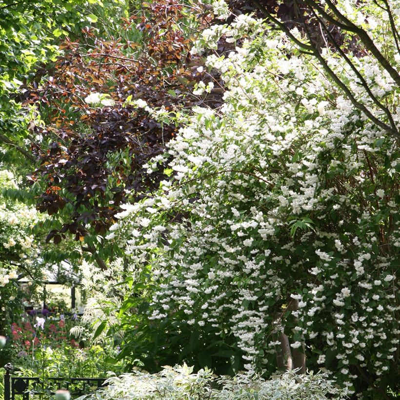 Deutzia crenata Pride of Rochester (Port)