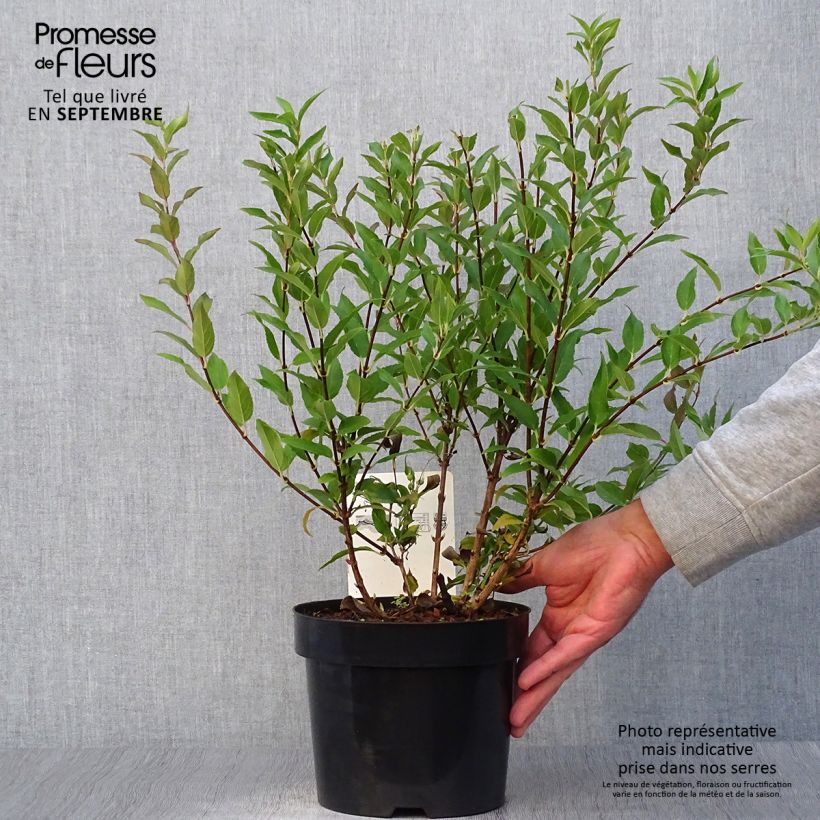 Spécimen de Deutzia gracilis - Deutzie Pot de 2L/3L tel que livré en automne