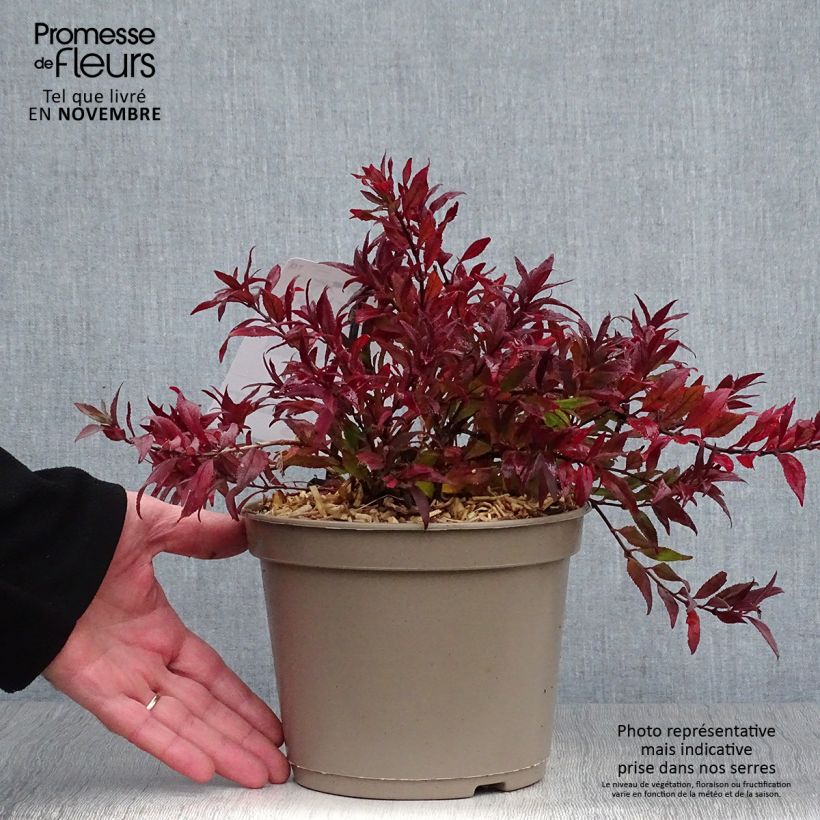 Spécimen de Deutzia gracilis Nikko en pot de 2L  - Deutzie tel que livré en automne