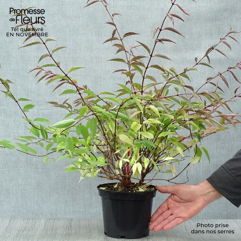 Spécimen de Deutzia purpurascens Kalmiiflora - Deutzie Pot de 3L/4L tel que livré en automne