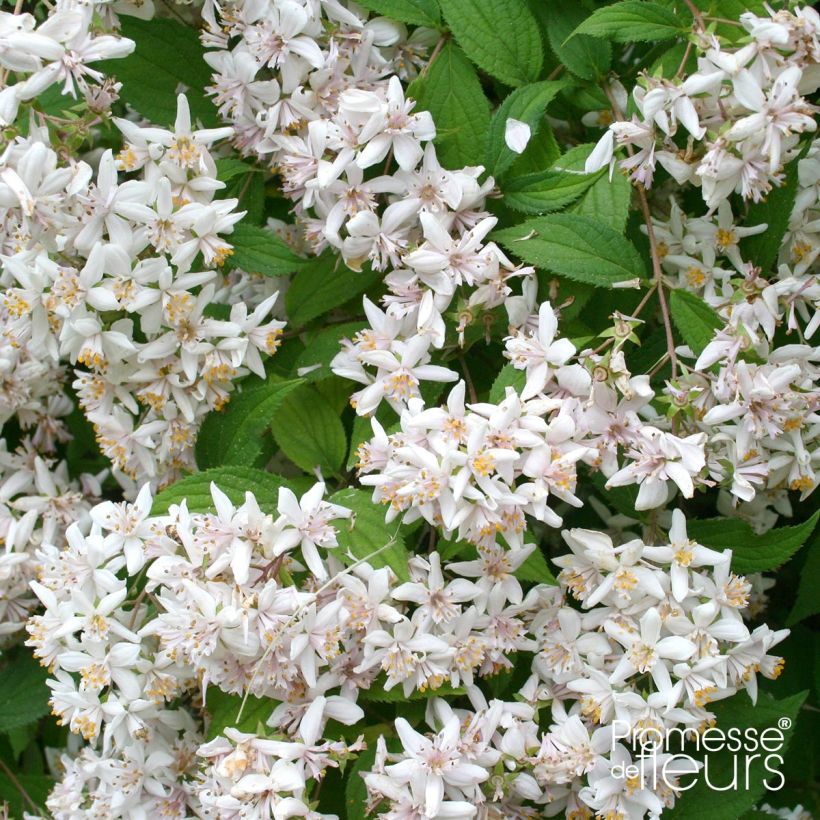 Deutzia scabra - Deutzie rude (Floraison)