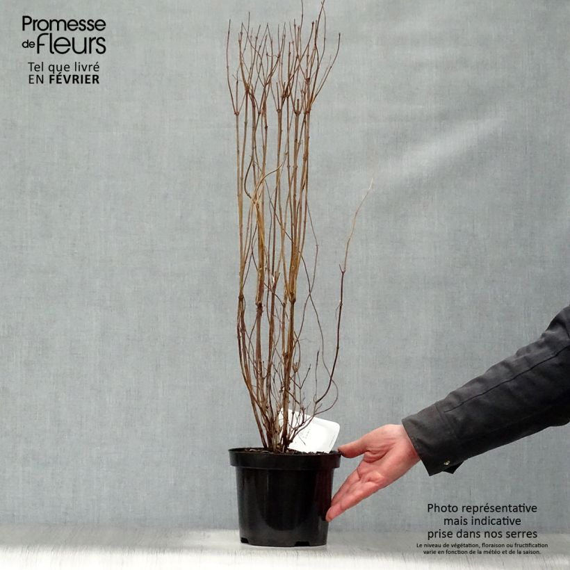 Spécimen de Deutzia scabra Plena - Deutzie Pot de 2L/3L tel que livré en hiver