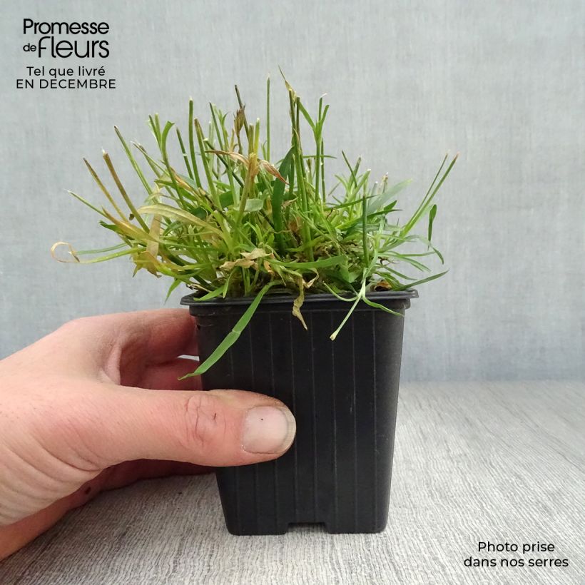 Spécimen de Dianthus gratianopolitanus Kahori - Œillet de pentecôte en godet de 8 cm tel que livré en hiver