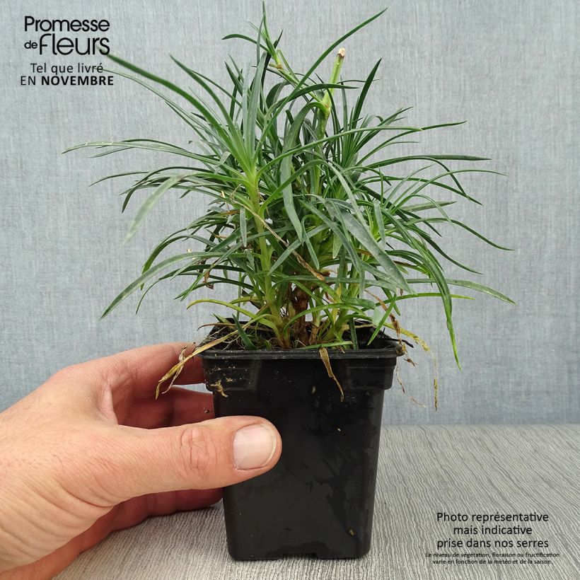 Spécimen de Dianthus plumarius Cranmere Pool - Oeillet mignardise Godet de 8 cm tel que livré en automne