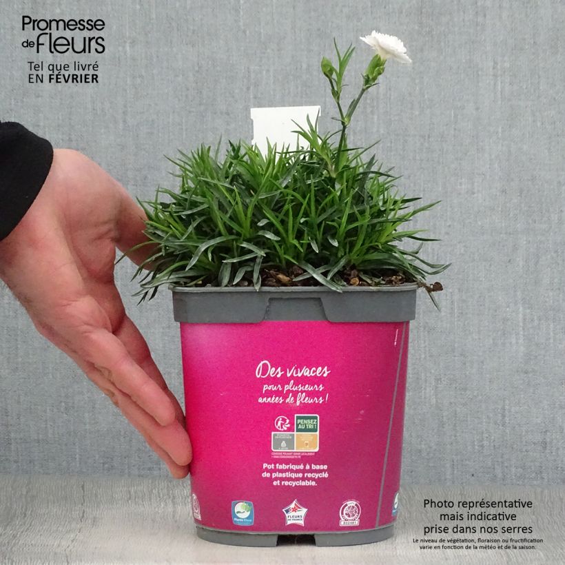 Spécimen de Dianthus plumarius Scent First Raspberry Sundae - Oeillet mignardise en pot de 2 litres tel que livré en hiver