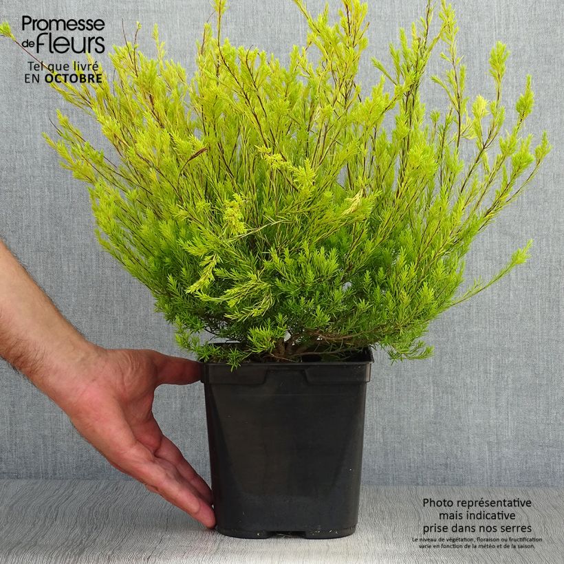 Spécimen de Diosma hirsuta Sunset gold - Diosmée hirsute. Pot de 2L/3L tel que livré en automne