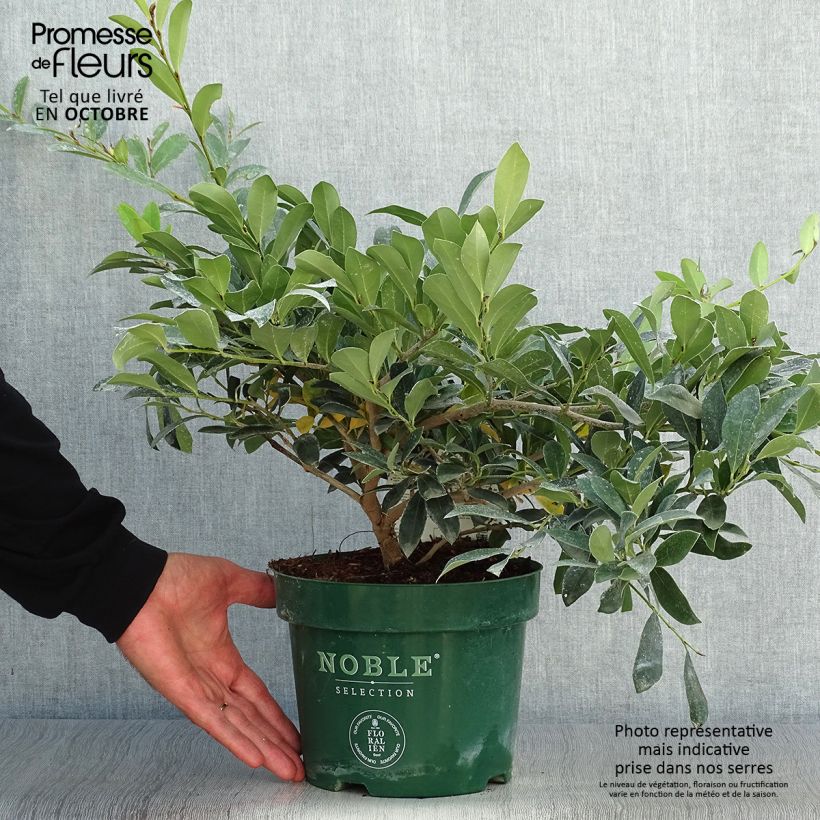 Spécimen de Distylium (x) Blue Cascade en pot de 4/5L tel que livré en automne