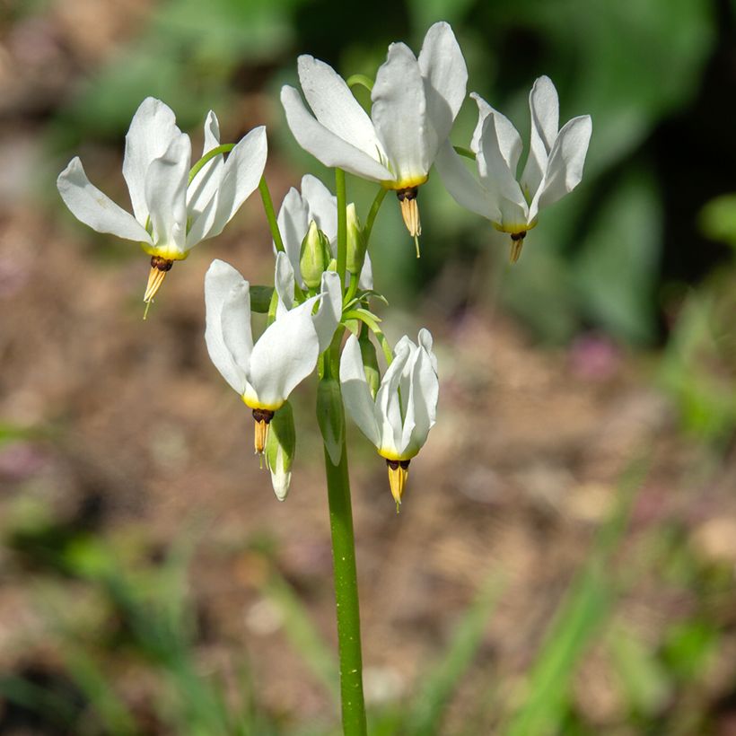 Dodecatheon meadia Album - Gyroselle de Virginie (Floraison)