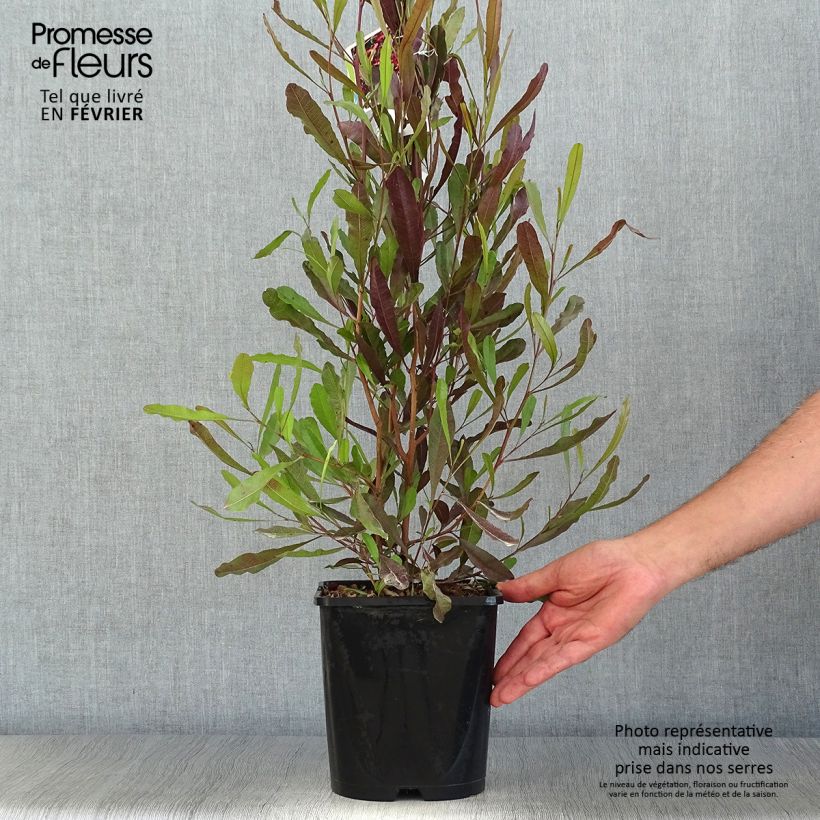 Spécimen de Dodonaea viscosa Purpurea - Dodonée visqueuse Pot de 3L/4L tel que livré en automne