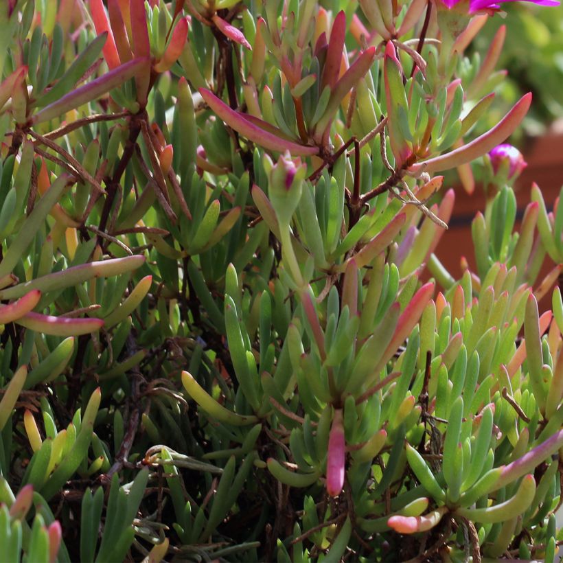 Drosanthemum hispidum - Grain de riz (Feuillage)