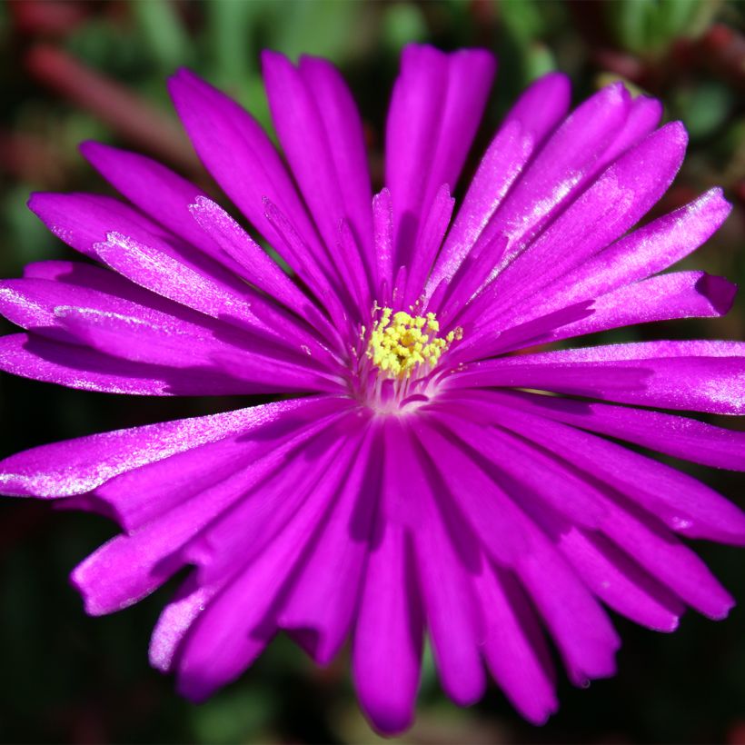 Drosanthemum hispidum - Grain de riz (Floraison)