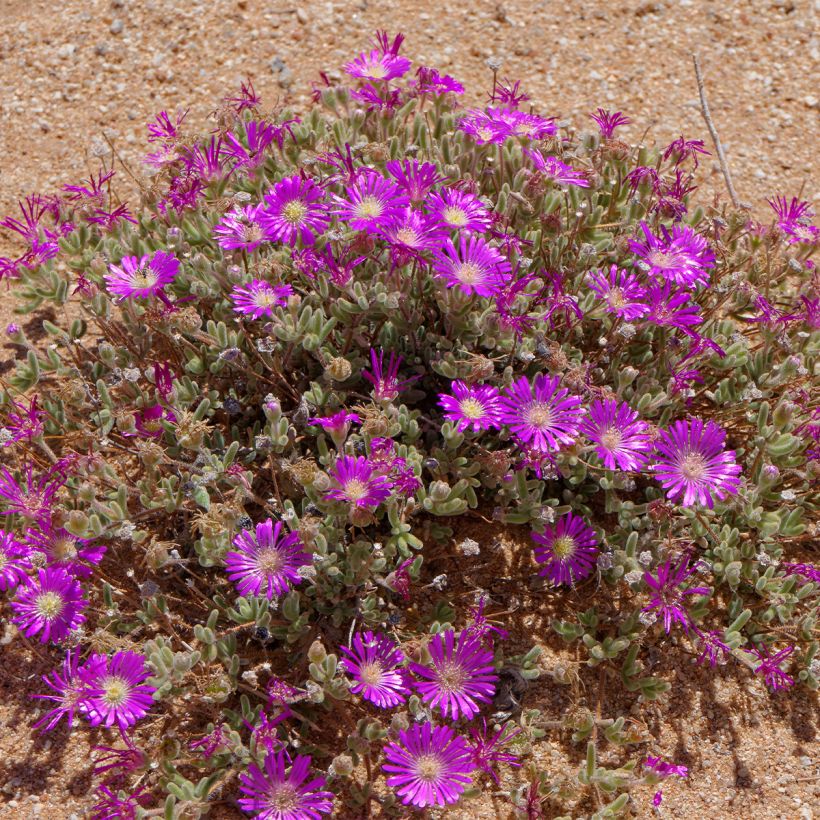 Drosanthemum hispidum - Grain de riz (Port)