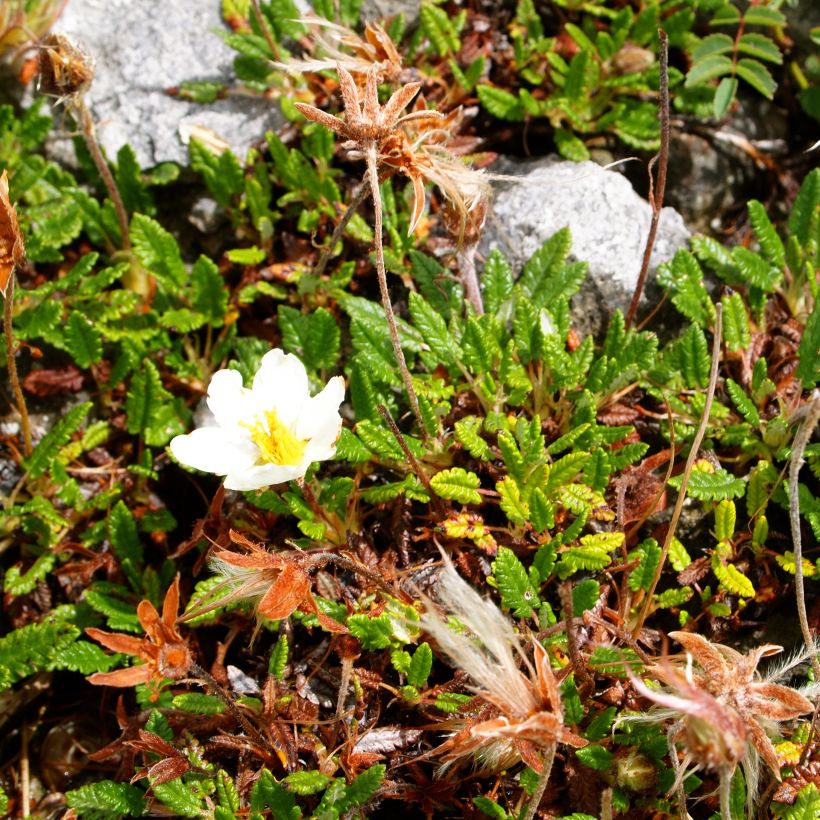 Dryas drummondii Grandiflora (Port)