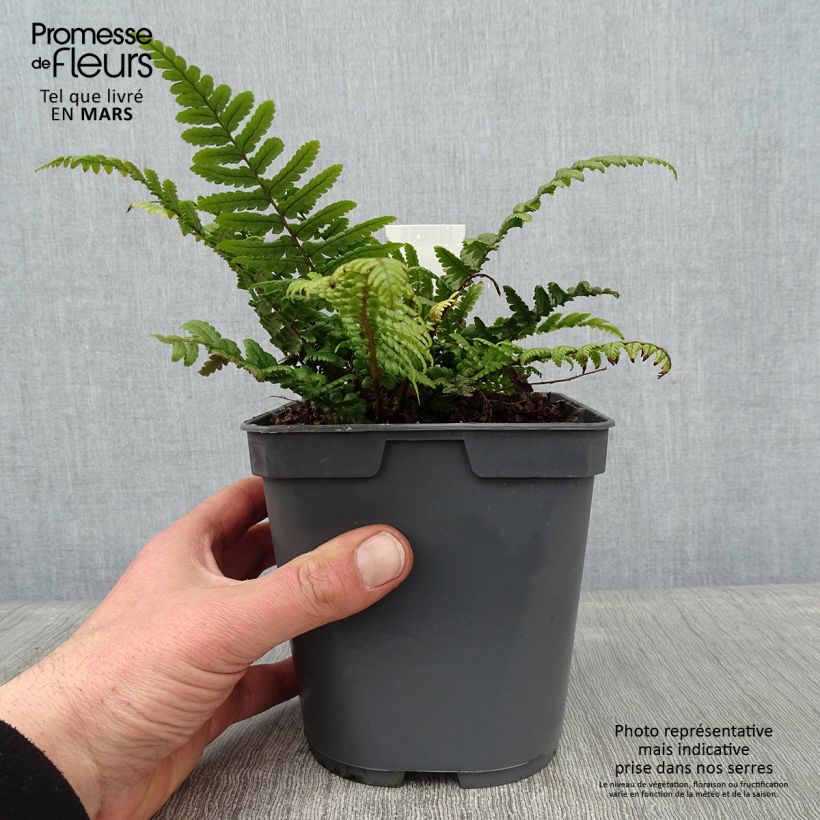 Dryopteris affinis – Fausse fougère mâle – Grandes frondes persistantes