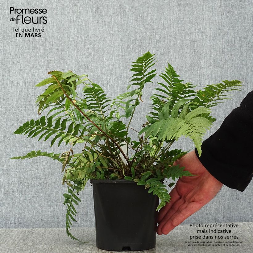 Spécimen de Dryopteris atrata ou cycadina - Fougère Pot de 2L/3L tel que livré en hiver