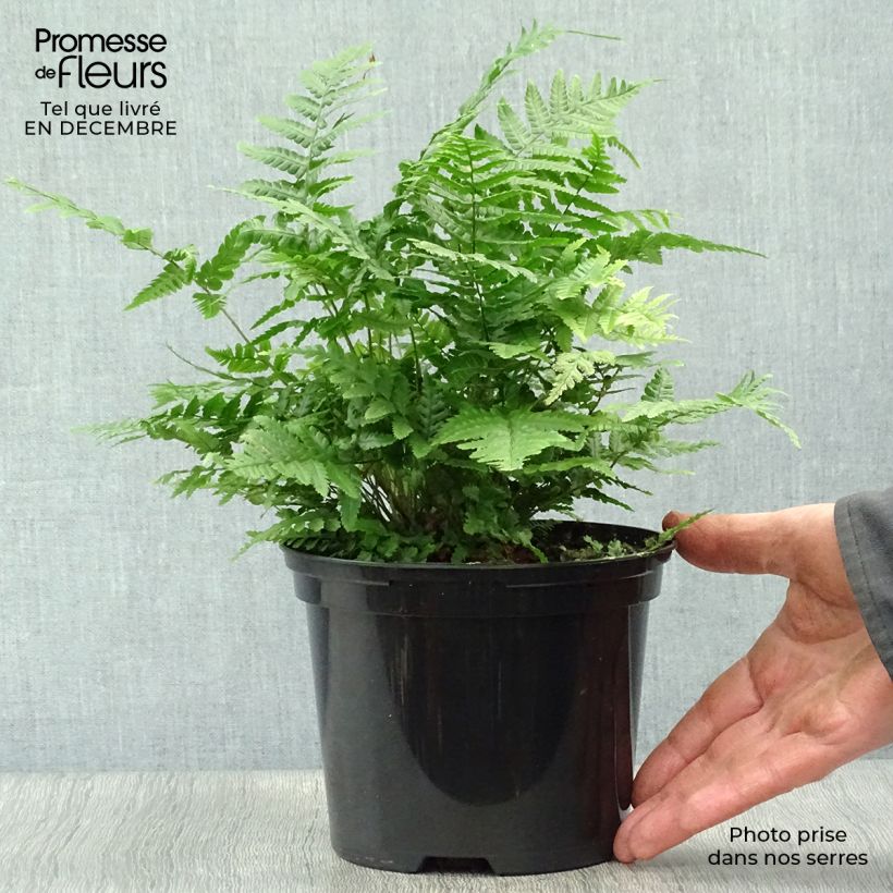 Spécimen de Dryopteris wallichiana Jurassic Gold - Fougère Pot de 2L/3L tel que livré en hiver