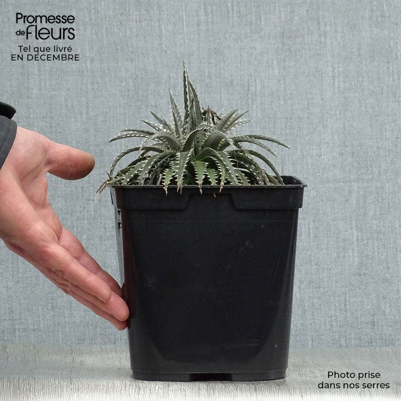 Spécimen de Dyckia Brittle Star - Broméliacée Pot de 3L/4L tel que livré en hiver