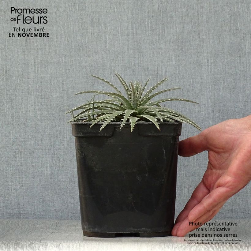 Spécimen de Dyckia Brittle Star - Broméliacée Pot de 3L/4L tel que livré en automne