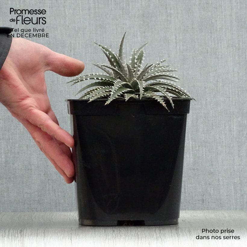 Spécimen de Dyckia Grand Marnier Pot de 3L tel que livré en hiver