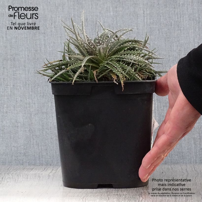 Spécimen de Dyckia Grand Marnier Pot de 3L tel que livré en automne