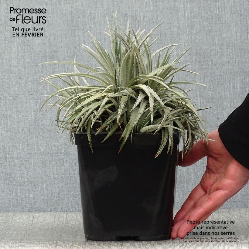 Spécimen de Dyckia Pale Rider - Broméliacée Pot de 2L/3L tel que livré en hiver