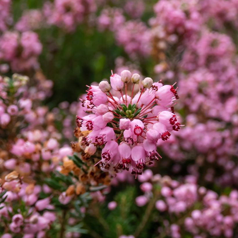 Bruyère vagabonde - Erica vagans Pyrenees Pink (Floraison)