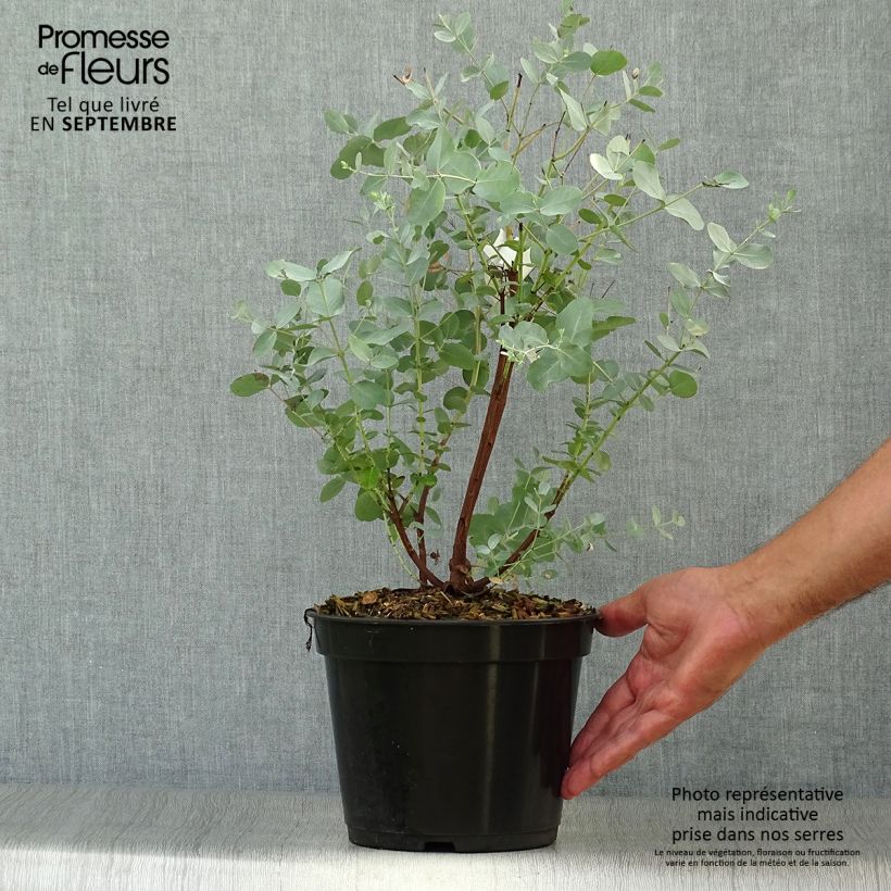 Spécimen de Eucalyptus archeri - Gommier alpin, Eucalyptus d'Archer Pot de 4L/5L tel que livré en automne