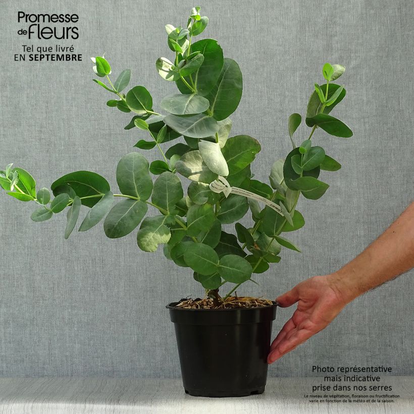 Spécimen de Eucalyptus neglecta - Gommier d’Omeo Pot de 4L/5L tel que livré en automne