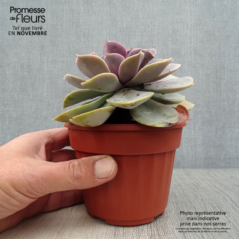 Spécimen de Echeveria Perle Von Nürnberg Pot de 13 cm tel que livré en automne