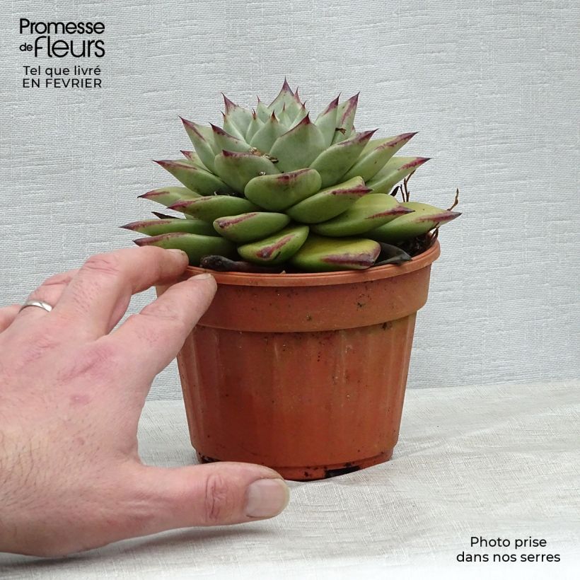 Spécimen de Echeveria agavoides Ebony Pot de 13 cm tel que livré en hiver