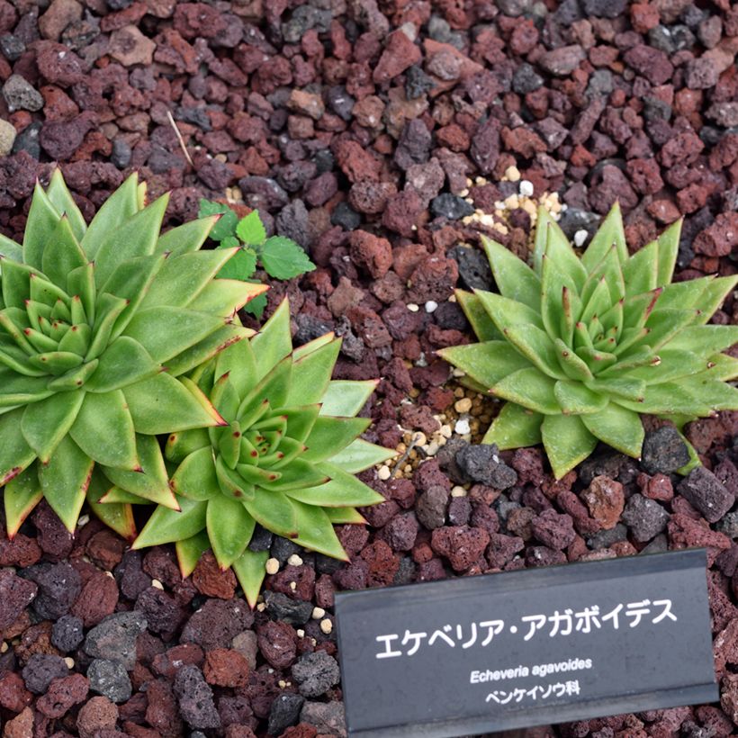 Echeveria agavoides (Port)