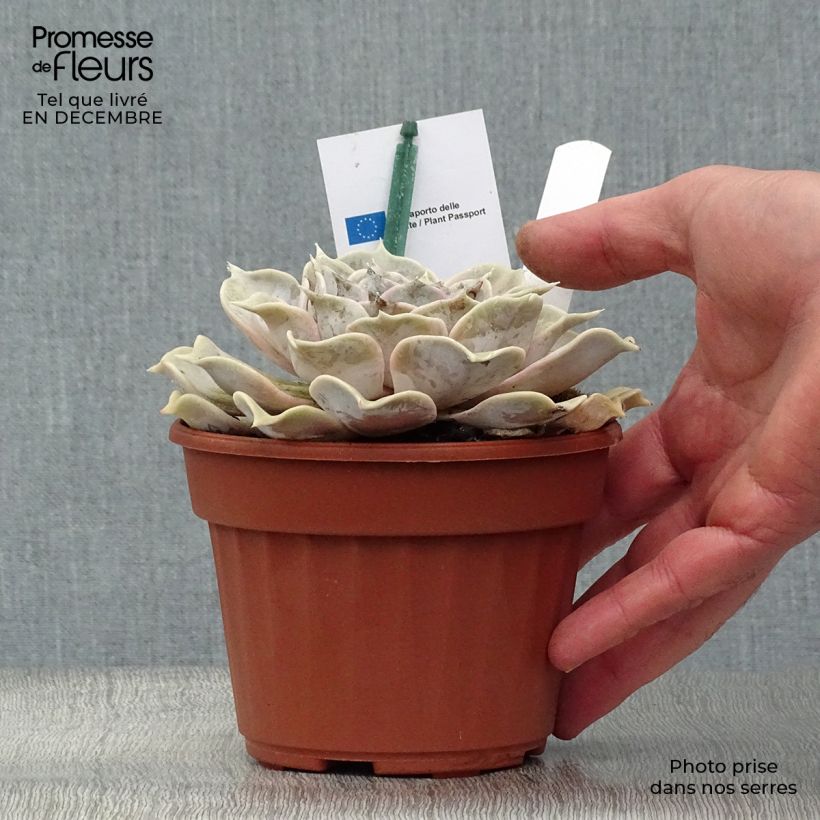 Spécimen de Echeveria lilacina Pot de 13 cm tel que livré en hiver