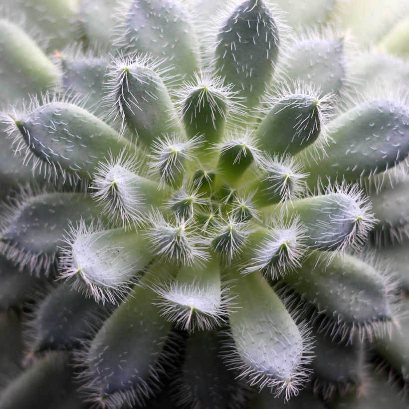 Echeveria setosa (Feuillage)