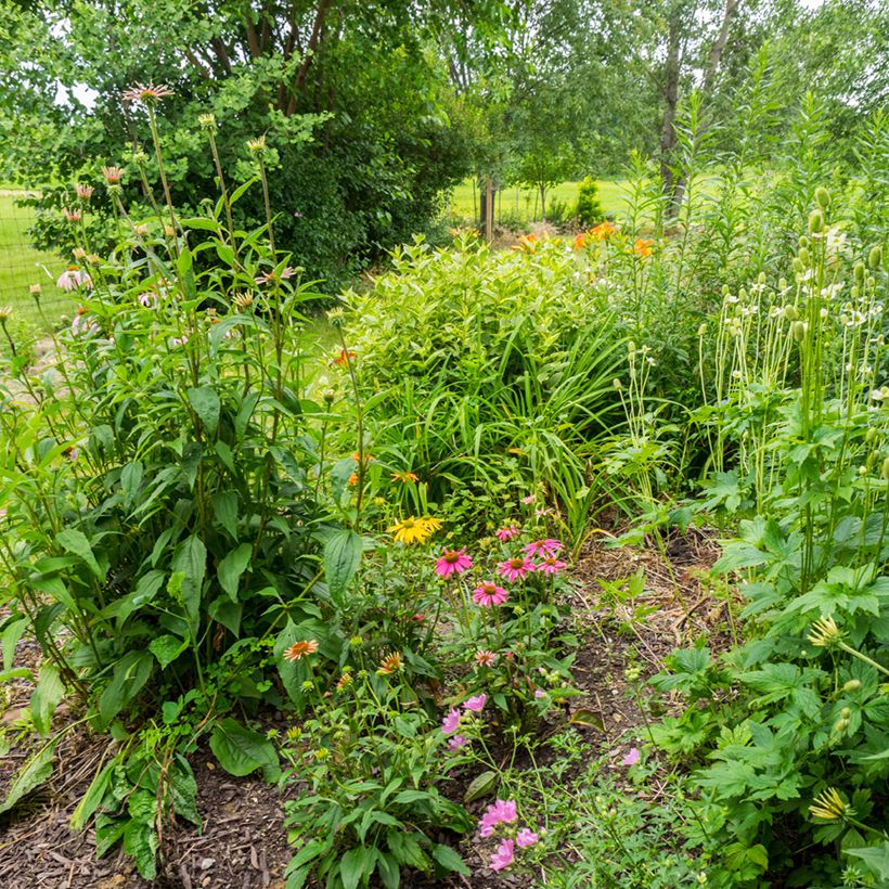 Echinacea Lakota Yellow - Echinacée (Port)